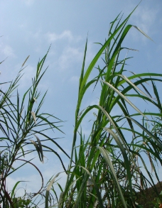 野芦草图片