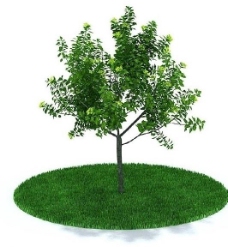 3d精细树木模型图片