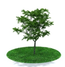 绿树绿色树木3D模型图片