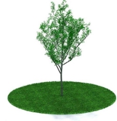 3d绿色树木模型图片