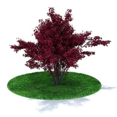 精致绿色树木3d模型图片