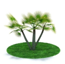 绿树3d精致绿色树木模型图片