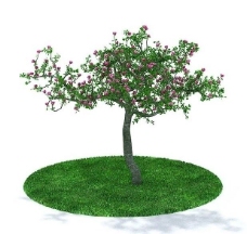 3d精细绿色树木模型图片