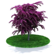 绿树绿色树木三维模型图片