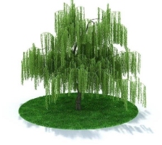 3d精美绿色树木模型图片