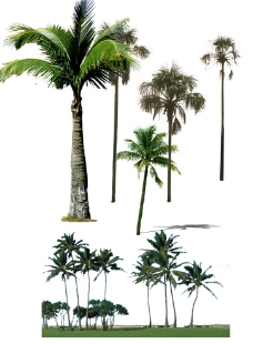 椰树分层素材图片