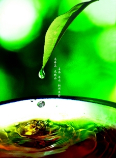 西湖龙井茶图片