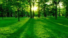绿树超舒服绿色树林