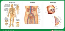 骨骼图泌尿系统图乳腺解剖图图片