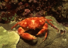 海底世界 红蟹 螃蟹图片