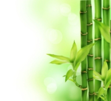 广告春天绿色竹子图片
