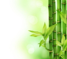 展板绿色竹子图片