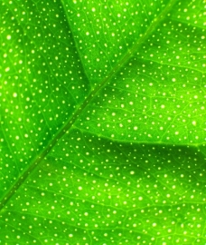 叶脉绿叶绿色叶子绿叶叶脉纹理图片