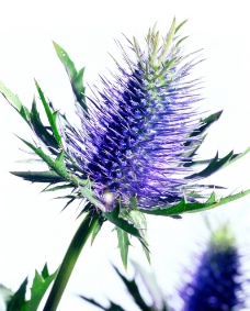 花朵 植物图片 植物 摄影图片 植物照片 紫色植物