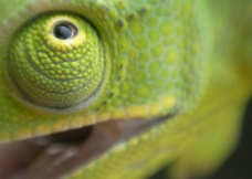 绿色蜥蜴的眼睛图片