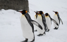 北海道旭山动物园企鹅星光大道图片