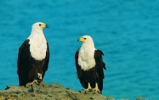 老鹰 秃鹰 鹰类 鸟类 动物 动物图片