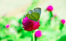 蝴蝶和花图片