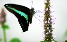 自然景观 昆虫 蝴蝶图片