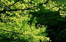 天目山上的枫树林图片
