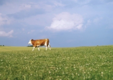 草原 奶牛 黄牛 动物 动物图片 动物照片 摄影图片