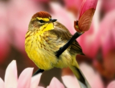 漂亮的黄色小鸟图片