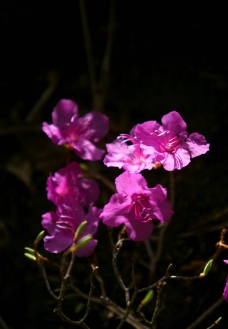 紫色的花图片