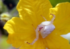 黄瓜花上的白蜘蛛图片