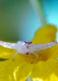 黄瓜花上的白蜘蛛图片