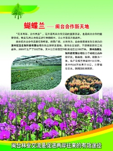 618展会展板 闽台花卉花卉图片