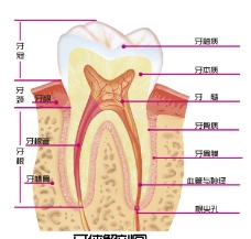 医学解剖口腔牙齿解剖图医学医院教育展板图片