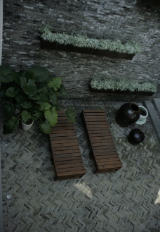 室外植物室外特写植物图片