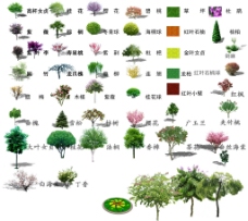 园林绿化常用树图片