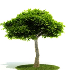 精美的树木3D模型图片