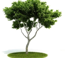 3d精美树木模型图片
