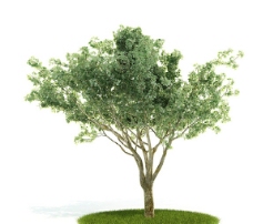 树木三维模型图片