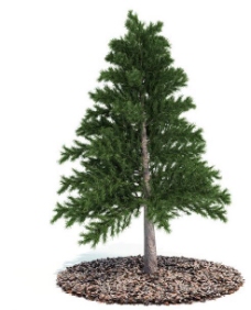树木3d松树模型图片