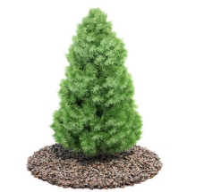 树木3D精美松树模型图片