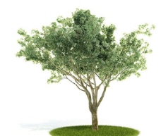 树木三维模型图片