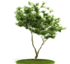 3D精美绿色树木模型图片