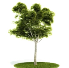 精品绿色树木模型图片