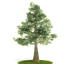 精致树木3D模型图片