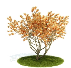 秋天的树木3D模型图片