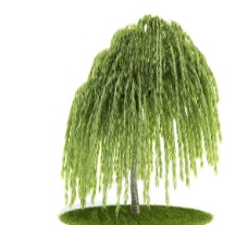 树木3D柳树模型图片