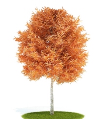 树木红色的树3D模型图片