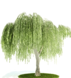 树木3D柳树模型图片
