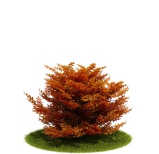 其他设计秋天的灌木模型图片