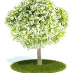 3d精美树木模型图片