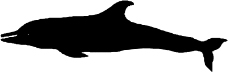 海洋动物1866
