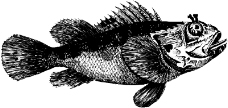 海洋动物1358